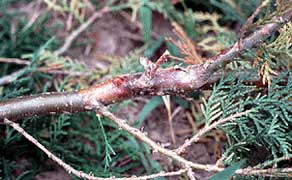 Seiridiumos betegsége