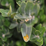 Puszpángszúnyog Monarthropalpus flavus