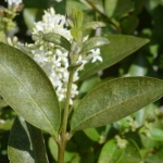 fagyaltripsz kártétel