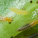 fagyaltripsz Dendrothrips ornatus