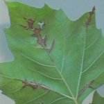 Platán apiognomóniás betegsége