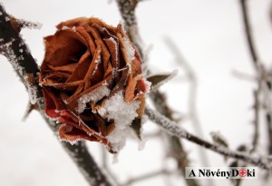 rózsa télen
