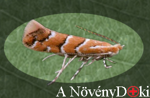 A vadgesztenye-aknázómoly imágó