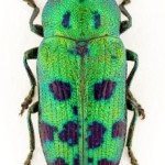 Boróka-tarkadíszbogár