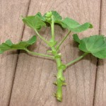 muskátli szaporítása