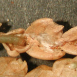 Tujafúró-aranymoly lárvája