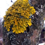 Fákon megjelenő zuzmó telep