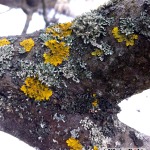 Különböző fajokat is megfigyelhetünk