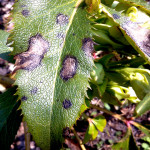 A Coniothyrium hellebori tünete Helleborus levélen