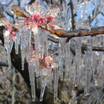 tavaszi fagykár védekezés