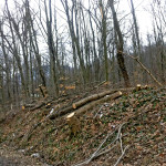 Útszéli maradványok