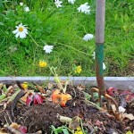 Mi kerülhet a komposztra