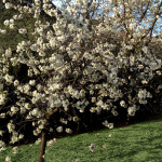 Meggy virágzása házikertben