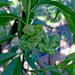 Az egész levéllemez torzult