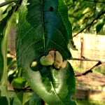 Részlegesen torzult a levéllemez