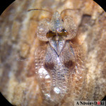 Platán csipkéspoloska