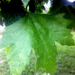 Platán csipkéspoloska kártétele