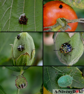 vandorpoloska_fejlodes