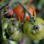 Vándorpoloskák a paradicsomon