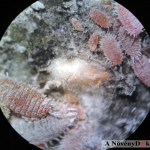 Viaszzsákban vannak a tojások