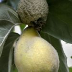 Birs monilíniás betegsége