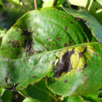 Birs diplokarponos betegsége