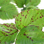 Szamóca diplokarponos levélfoltossága 