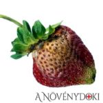 Szamóca fitoftórás gyümölcsrothadása
