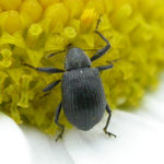 Szamócabimbólikasztó 