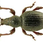 Kis szamócavincellér 