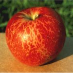 Podosphaera leucotricha